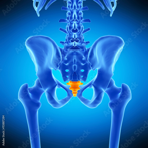 Canvastavla medically accurate illustration of the coccys