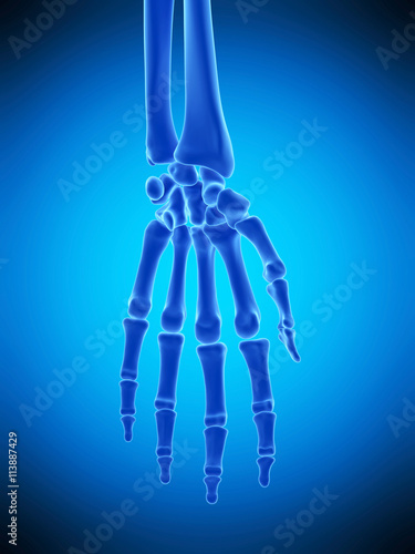 medically accurate illustration of the hand bones photo