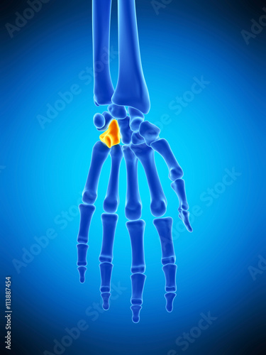 medically accurate illustration of the hamate bone photo