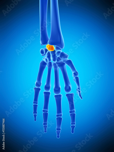 medically accurate illustration of the lunate bone photo