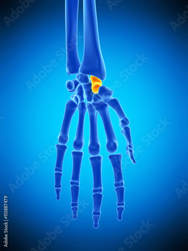 medically accurate illustration of the scaphoid bone photo