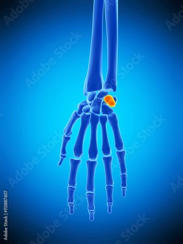 medically accurate illustration of the triquetrum bone photo