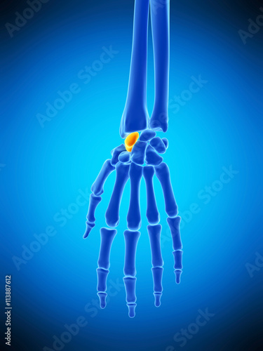 medically accurate illustration of the scaphoid bone photo