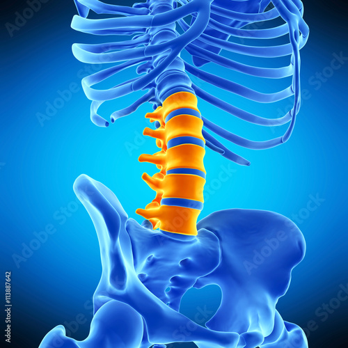 medically accurate illustration of the lumbar spine