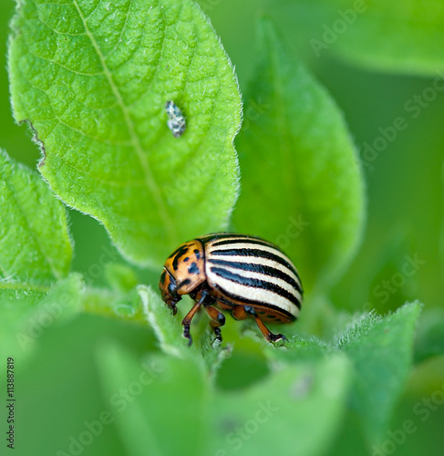Colorado potato beetle on green sheet of a potato. © TADDEUS