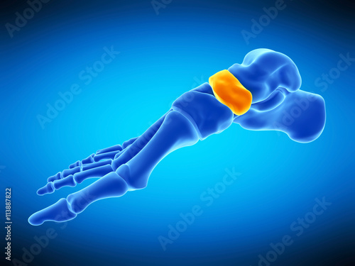 medically accurate illustration of the navicular bone