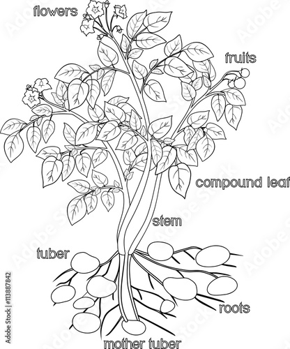 coloring with potato plant