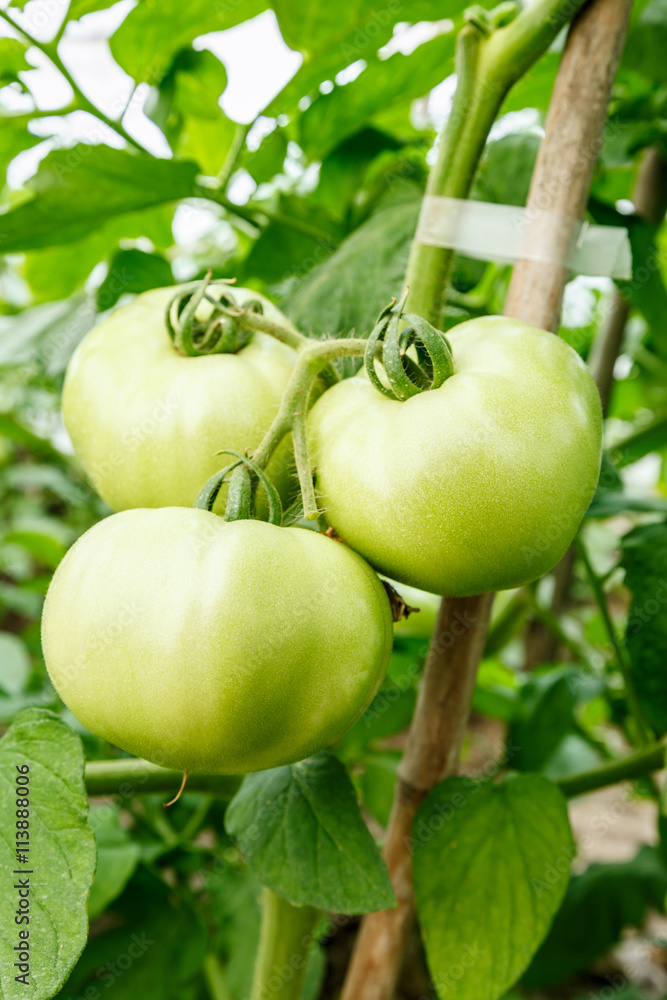 Fresh tomatoes grown in greenhouses Fresh tomatoes grown in greenhouses