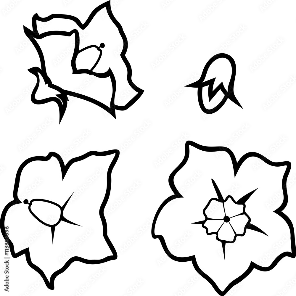 coloring with flowers of potato plant coloring with flowers of potato plant