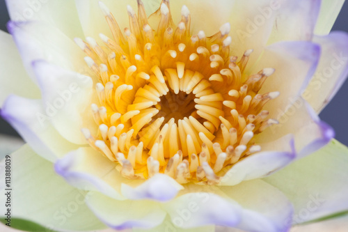 Closeup Blue lotus blossoms or water lily flowers blooming on po