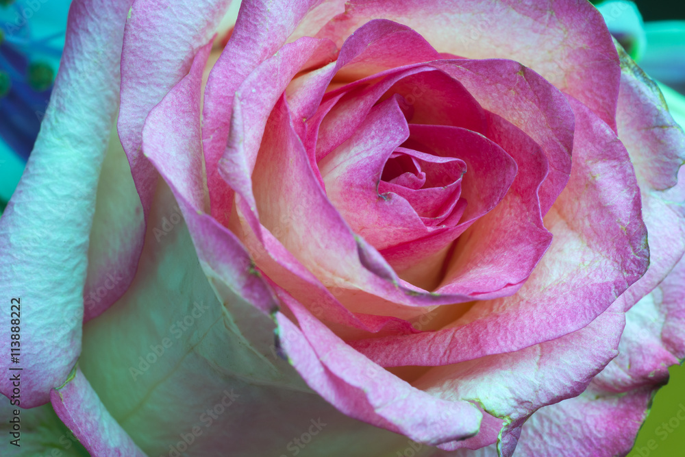 Bunch of flowers. flower bouquets. flower and beautiful petals Bunch of flowers. flower bouquets. flower and beautiful petals