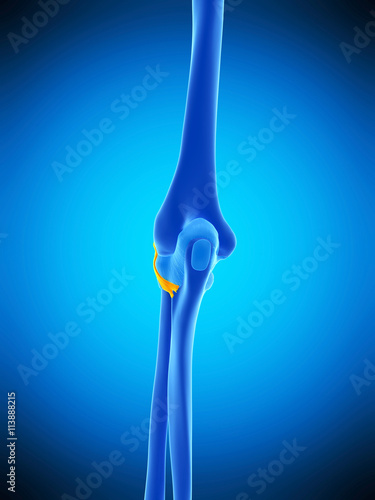 medically accurate illustration of the posterior radiocollateral ligament photo