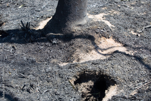 Wallpaper Mural forest fire Torontodigital.ca