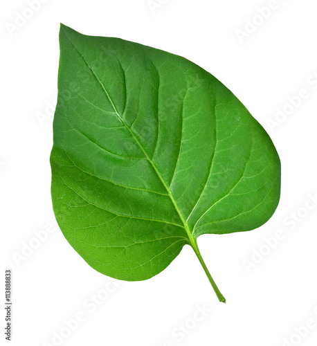 green leaf on white