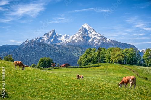 Idyllic landscape in the Alps with cows grazing on green meadows in spring