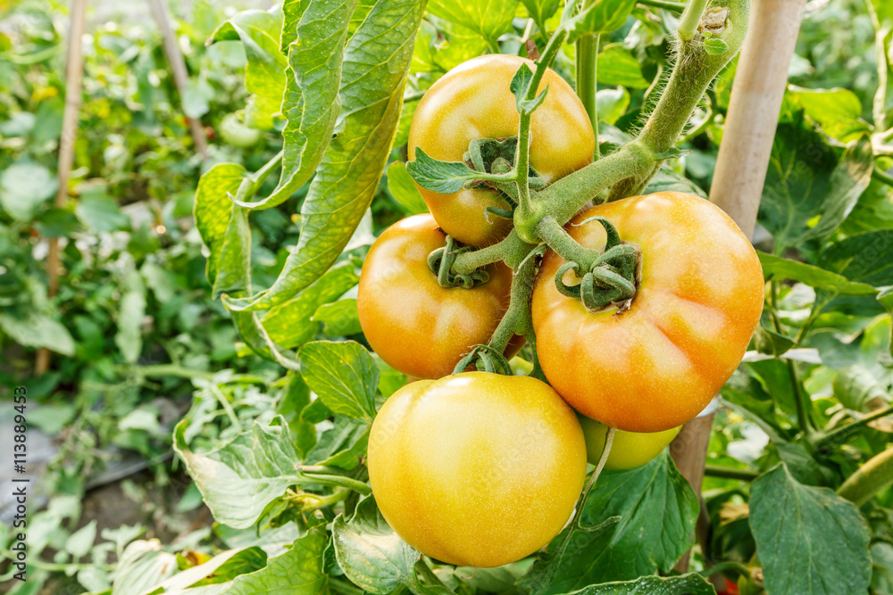Ripe tomatoes grown in greenhouses