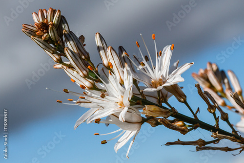 Flores de Gamón. Asphodelus albus. photo