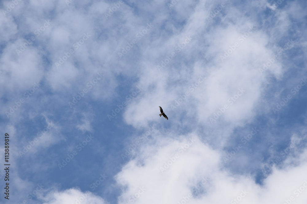 Bussard am Himmel 2