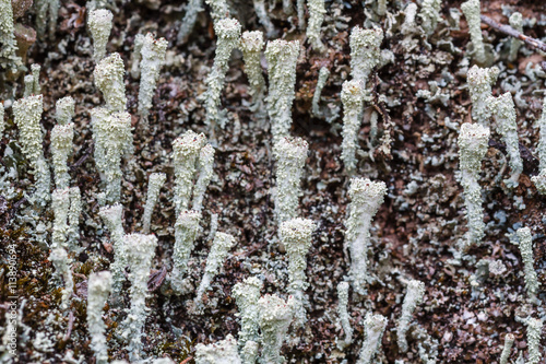 Líquenes sobre suelo de pinar. Cladonia chlorophaea. Trompetillas. photo