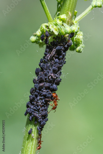 Hormigas y pulgones. photo