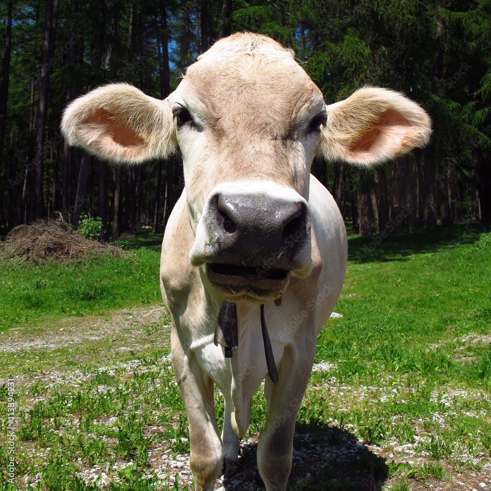 cow with big ears sticking out listening