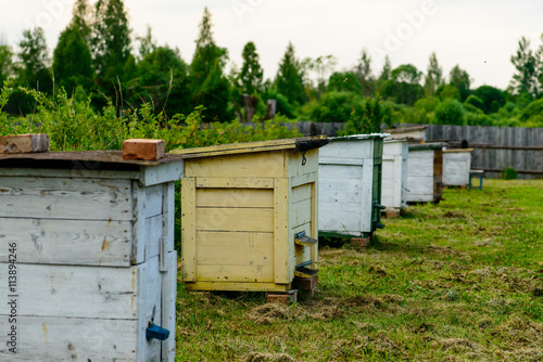 Honey bee hives in the garden