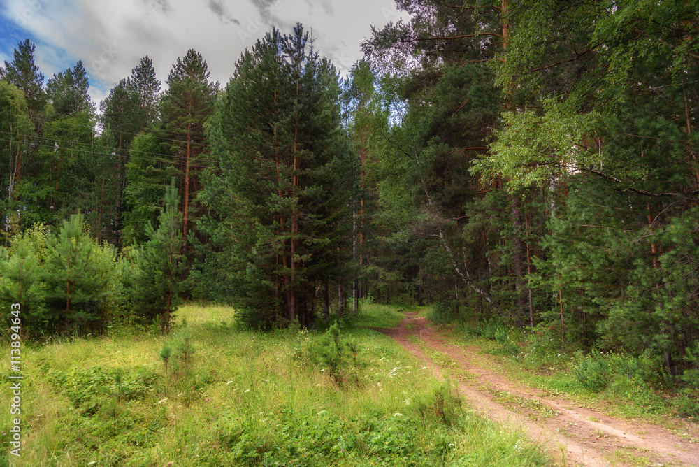 Obraz premium Road in the pine forest