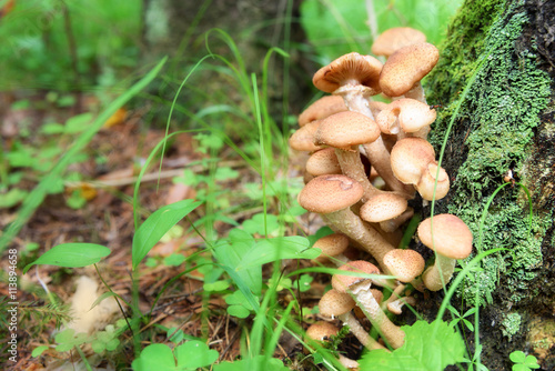 Honey mushrooms or armillaria