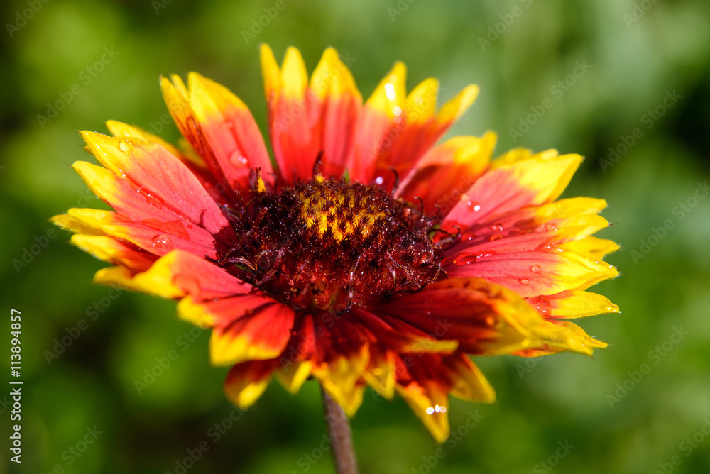 Gaillardia flower on green background Gaillardia flower on green background