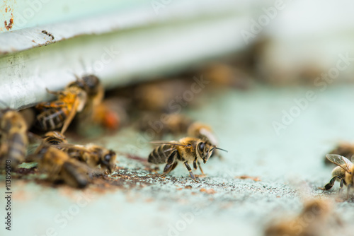 Swarm of honeybees coming and going around beehives in a bee far © smspsy
