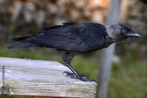 Dohle (Corvus monedula) sitzt auf einem Holzbrett photo