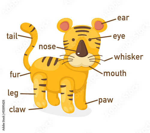 Fototapeta Naklejka Na Ścianę i Meble -  Illustration of tiger vocabulary part of body