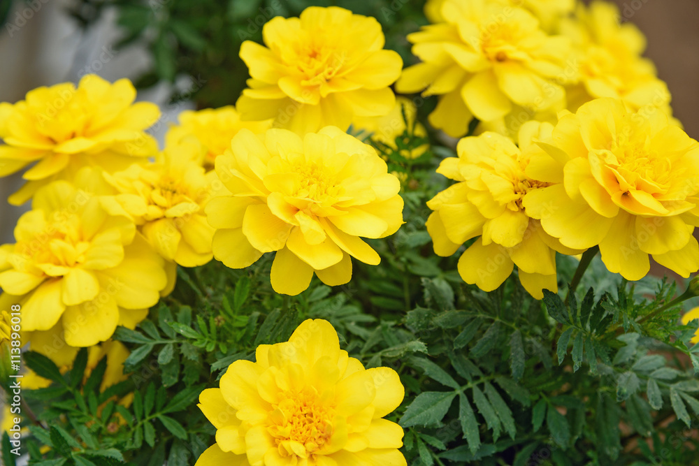Yellow Marigold flowers Yellow Marigold flowers