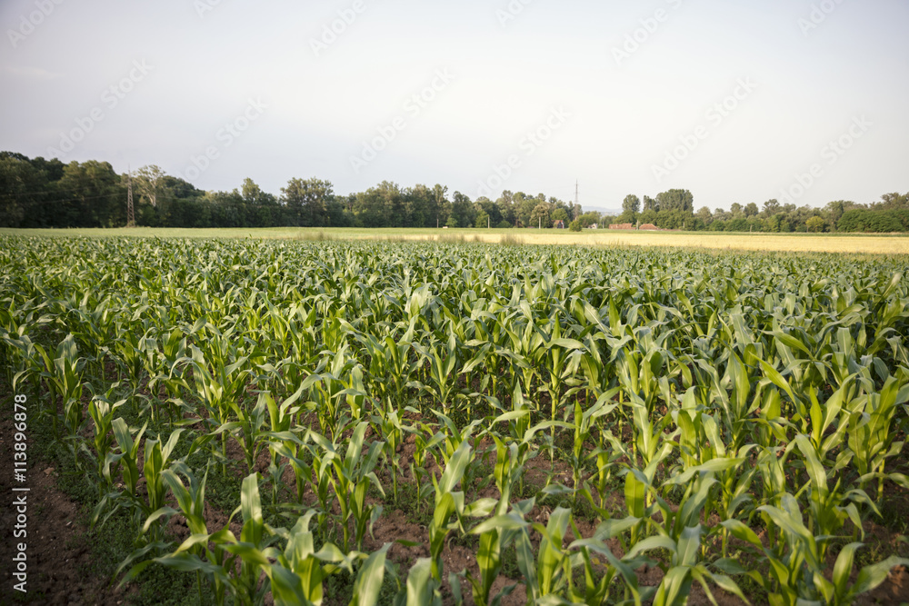 field of young corn..