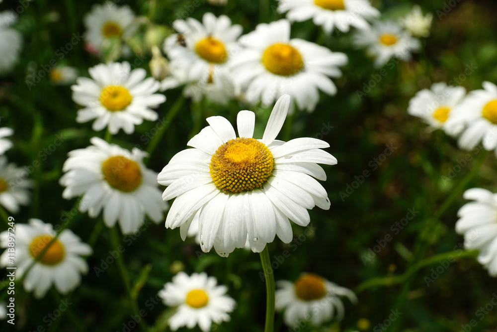 Fototapeta premium chamomile