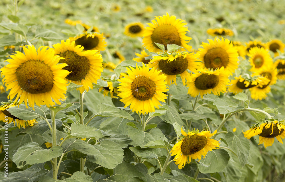 Obraz premium sunflower on field