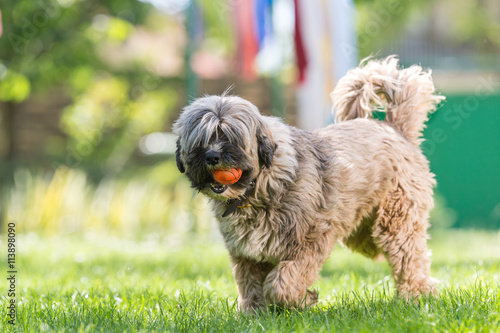 Quadro em tela Tibetan terrier playing