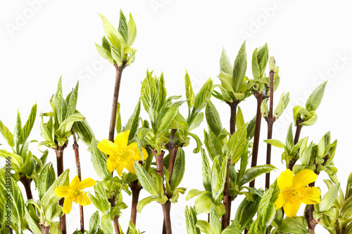 floral natural background of foliage and branches