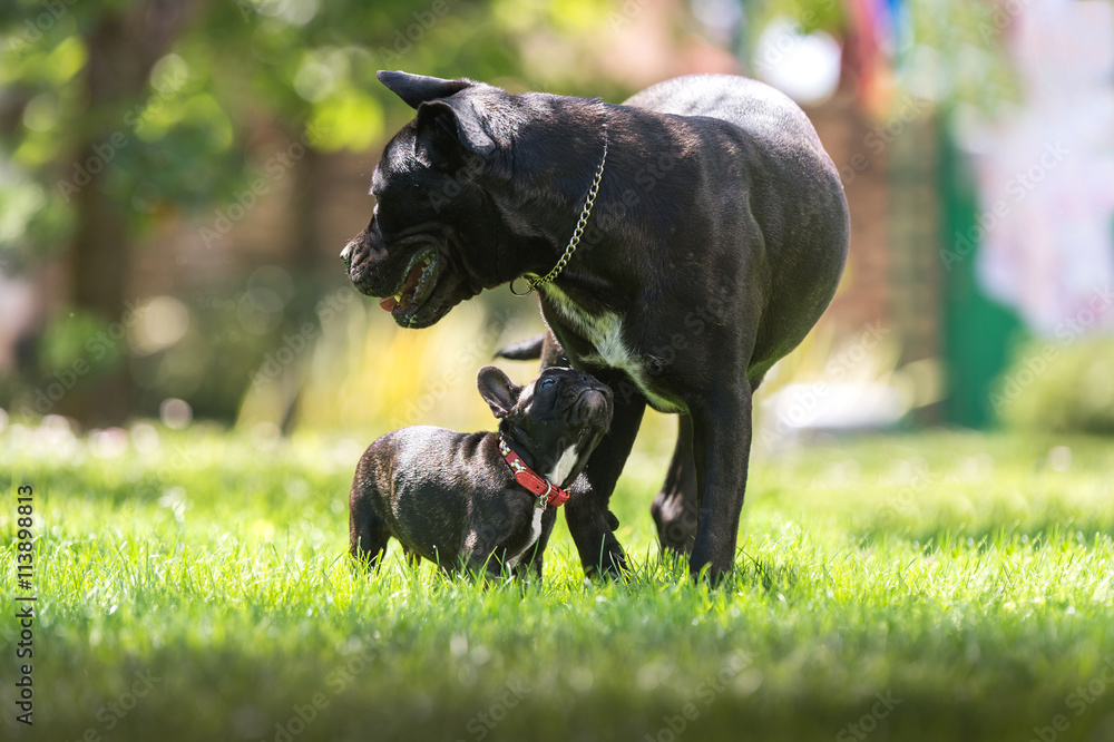 Fototapeta premium Cane corso and French bulldog