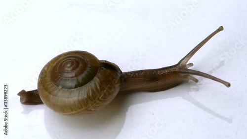 4K animals footage : little snail, Slug crawling on a glass surface - garden snail with alpha matte photo