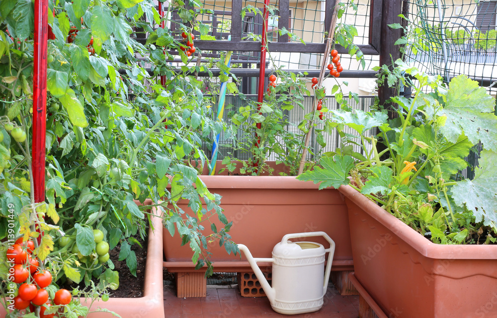 watering can and  pots with plants of red tomatoes in a urban ga