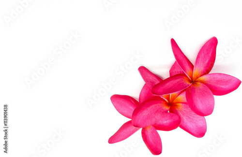 red Frangipani flower isolated on white background, Selective focus with text space on frame