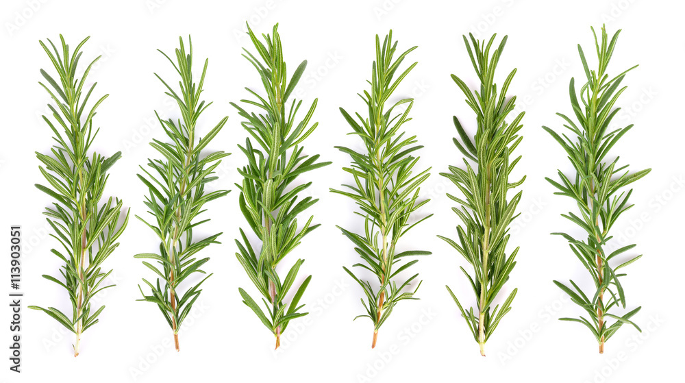 rosemary on white background rosemary on white background