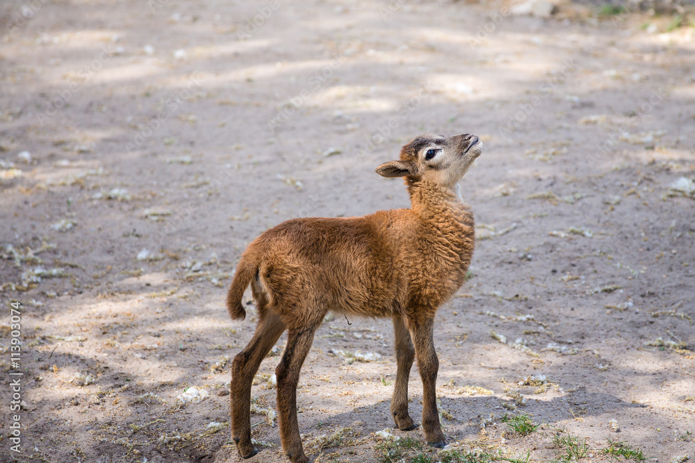 Brown goat standing on the ground Brown goat standing on the ground