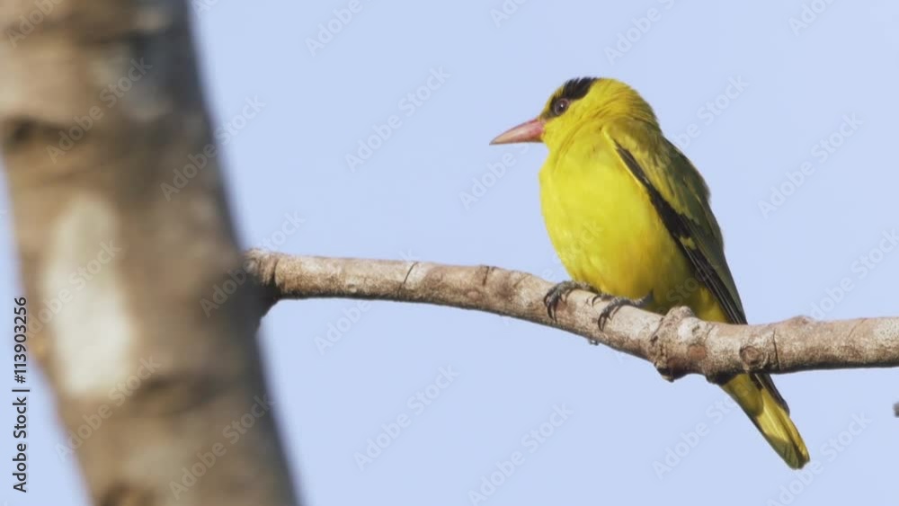 Black-naped oriole (Oriolus chinensis diffusus), a cute yellow bird common in Asia, is sitting on a branch up in a tree in the wild in Langkawi, Malaysia in the Andaman sea. Black-naped oriole (Oriolus chinensis diffusus), a cute yellow bird common in Asia, is sitting on a branch up in a tree in the wild in Langkawi, Malaysia in the Andaman sea.