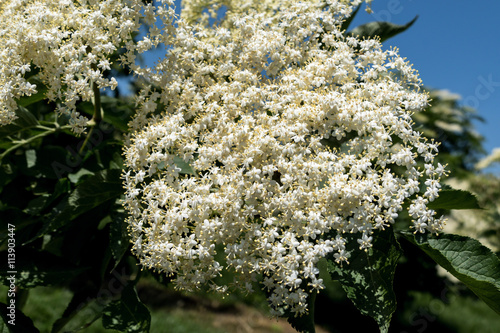 Blühende Blüten von Holunder an einem Hollunderstrauch photo