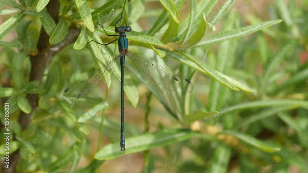 Calopteryx virgo - beautiful demoiselle dragonfly in grass masking and fly Calopteryx virgo - beautiful demoiselle dragonfly in grass masking and fly