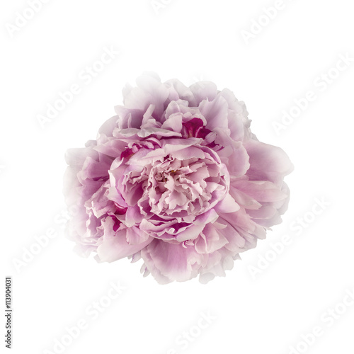 Pink Peony Flower (with clipping path)