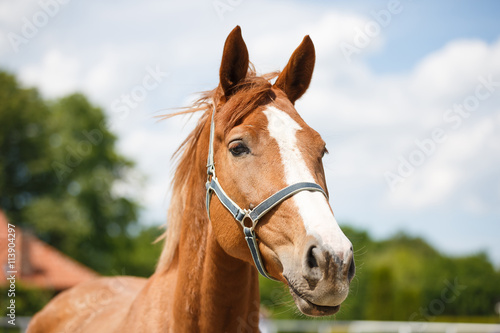 The beautiful horse