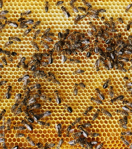 bees on honey cells